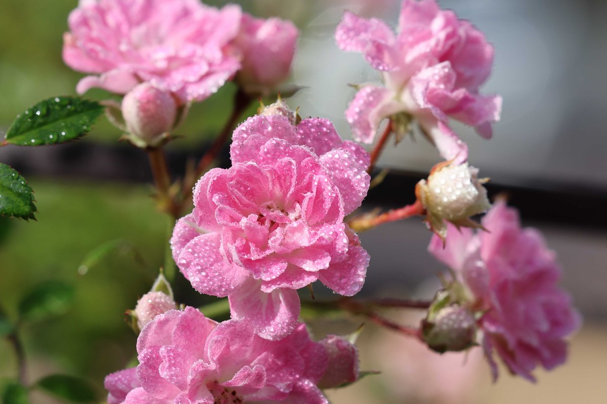 教会の庭に咲いた、かわいらしいピンク色のつる薔薇。宇部市出身の育種家が作出した「宇部小町」という品種です(^^)