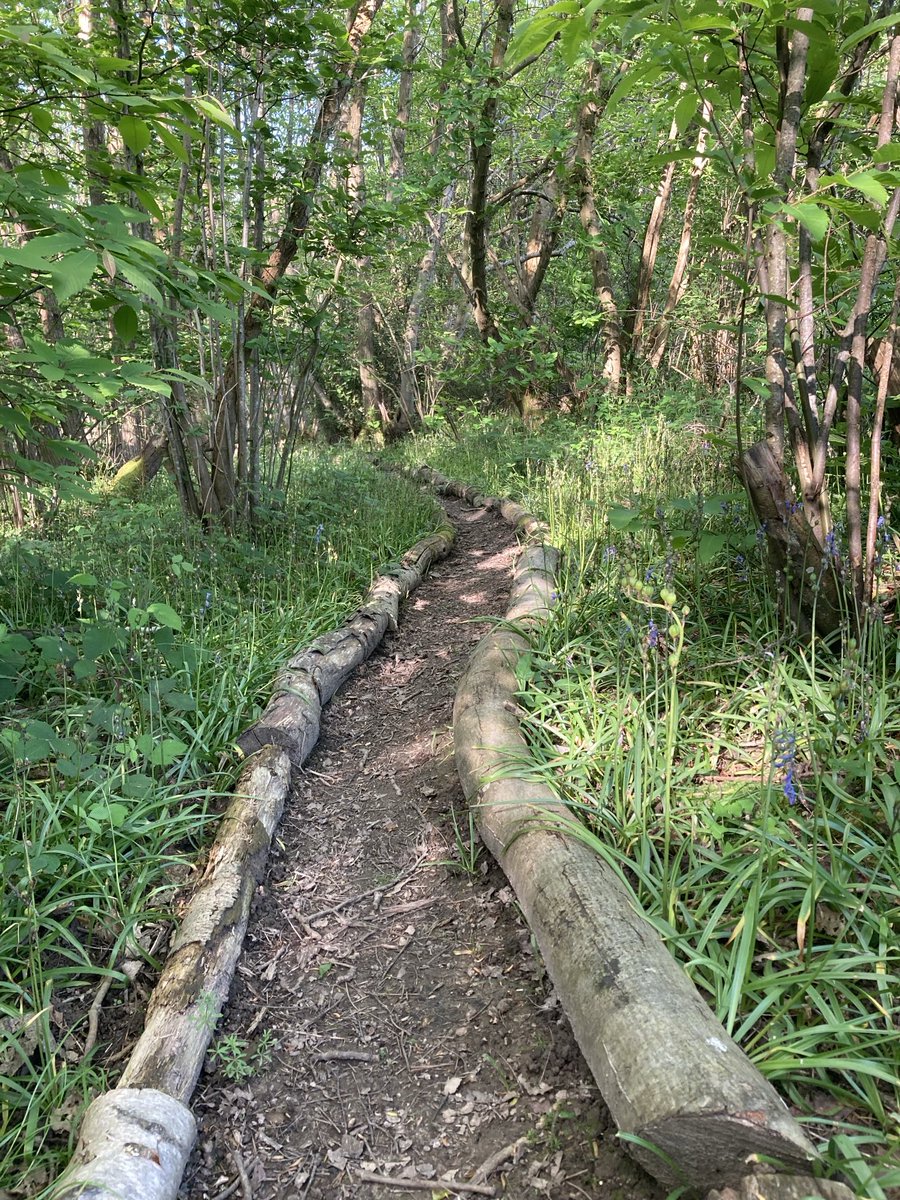 Our woodland a few weeks apart 🌱