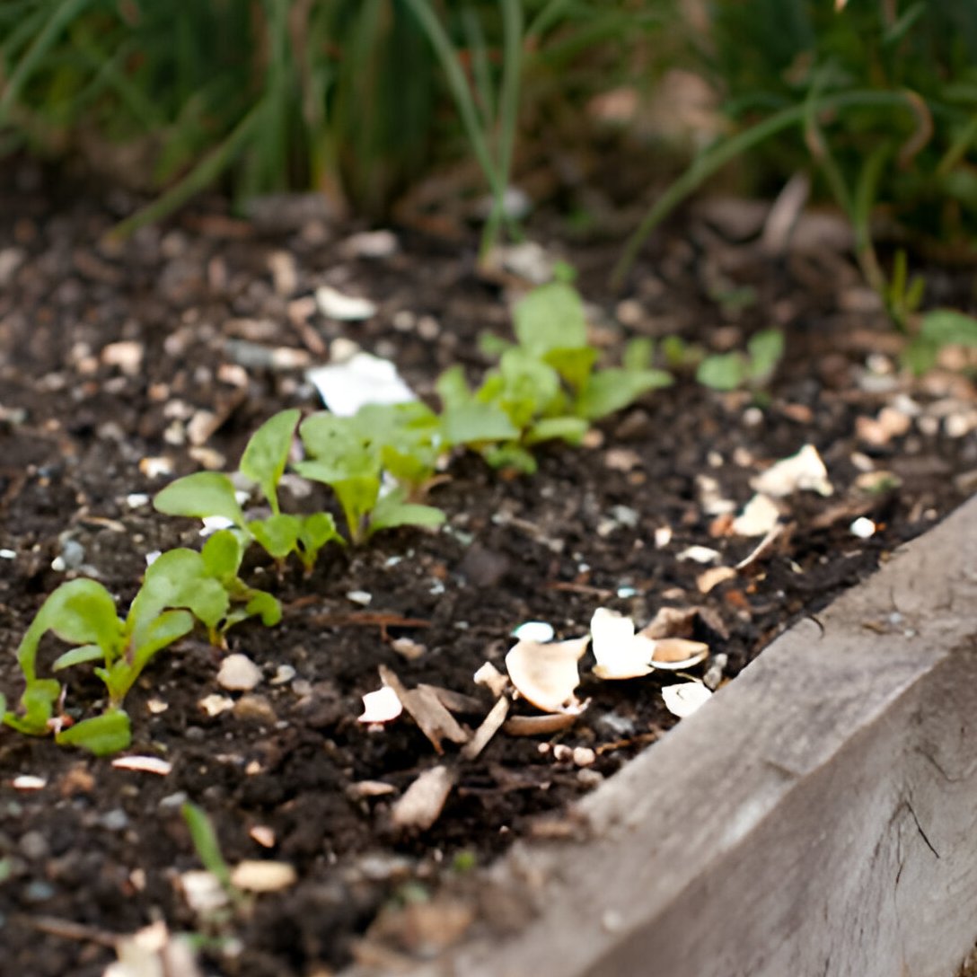 🌱🥚 Give your garden a natural boost with our Eggshells for Plants! Rich in calcium and perfect for composting,🌿🌼

#GardeningX #GardeningTwitter #PlantCare #SustainableLiving #NatureLovers #EcoFriendlyGardening #gardentime