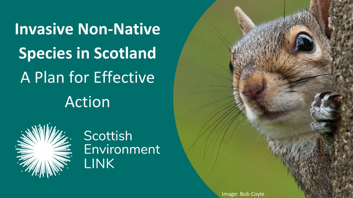 🌿 New report 🌿 Today, we are launching a new report on Invasive Non-Native Species (INNS) in Scotland. INNS are a major threat to biodiversity globally and in Scotland, bringing significant economic impacts too. Read the report: scotlink.org/publication/in… #INNSweek 🧵