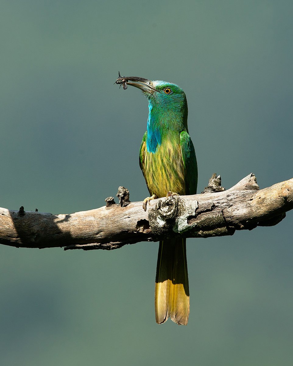 #FromTheArchives

Members of the Meropidae family, there are about 22 #beeeater species in this group, of which six are present in #India. We bring you some quick facts about the species.

📷 Aravind Venkatraman — Blue-bearded Bee-eater

Learn more: bit.ly/3V6KftX