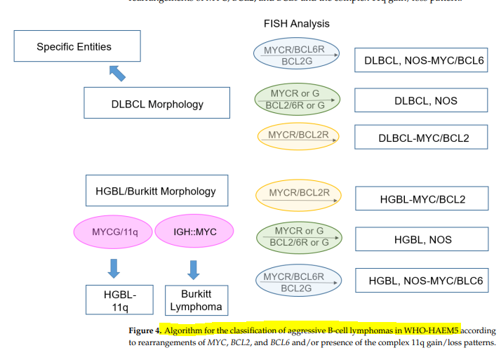 😀Algorithm for the classification of aggressive B-cell lymphomas in WHO-HAEM5 according to rearrangements of MYC, BCL2, and BCL6 and/or presence of the complex 11q ncbi.nlm.nih.gov/pmc/articles/P… #lymphoma #aggrssive #burkitt