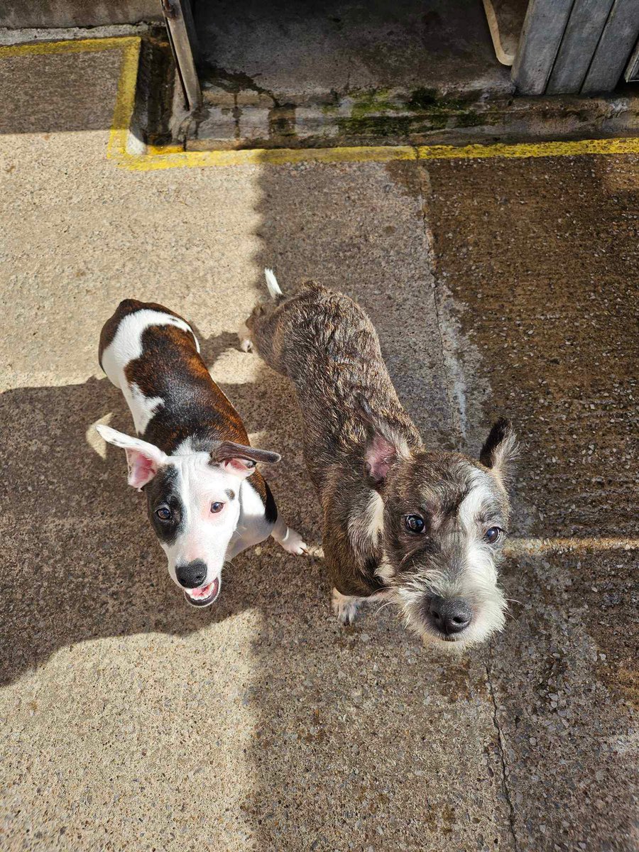 Please retweet to help find this unnamed bonded piar find a home together #SHEFFIELD #YORKSHIRE #UK BONDED PAIR AVAILABLE FOR ADOPTION FROM A COUNCIL POUND✅ Terrier sisters, sadly now in a council pound after being thrown out of a car 💔 Please share to help find them a