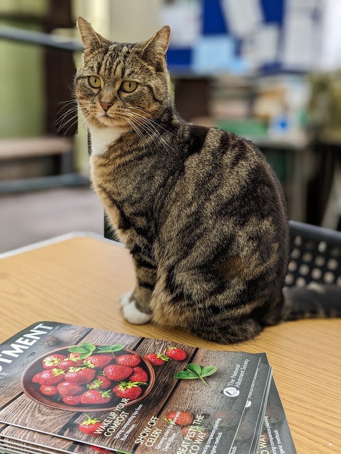 (Amanda) Can you believe there is a magazine about allotments? I don't know why anyone would want to read it but the humans seem to love it. I could understand if it was about cats, but allotments? Really? Humans are funny creatures, aren't they? Each to their own I suppose.