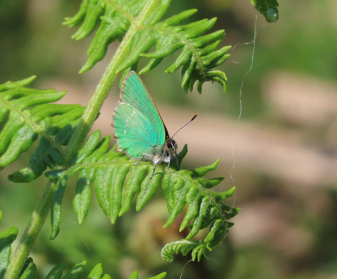 At least 15 Green Hairstreak Callophrys rubi on Gorse at the edge of Dartmoor at Dockwell yesterday