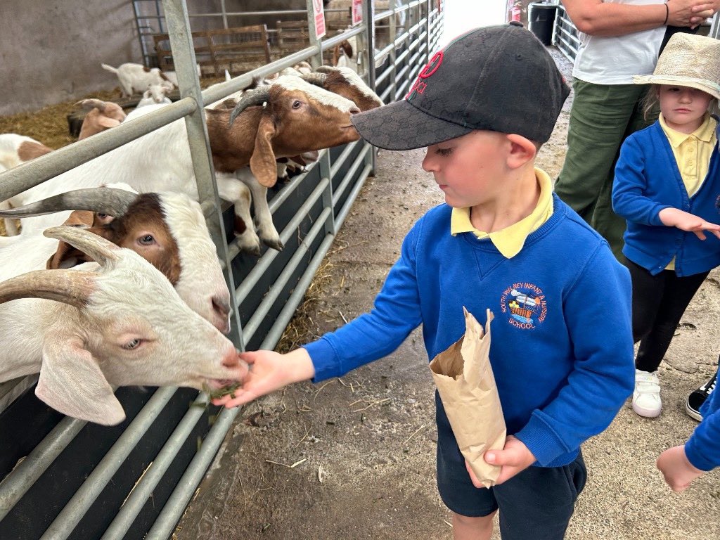 southwalneyinf's tweet photo. Fun on the farm for our fabulous Reception children yesterday. They had the best day and were little stars! 🤩#SWINS https://t.co/xrkRrXMjiZ