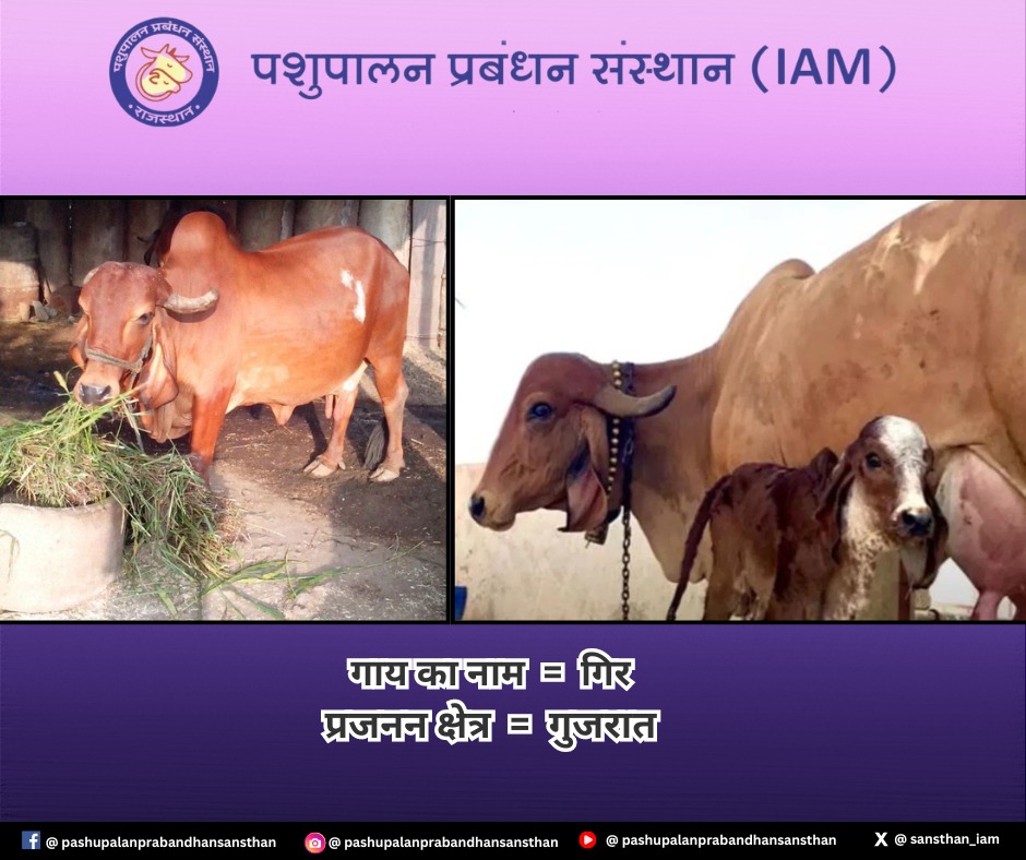 गिर गाय, जिसे गिर नस्ल भी कहा जाता है, एक प्रसिद्ध भारतीय गाय की नस्ल है। यह गुजरात के सौराष्ट्र क्षेत्र की विशेषता है। #IAM #animalhusbandry #rajasthan #gopalan #trainingacademy #products #training #cowbreeds #products #intrestingfactsinhindi #followuson