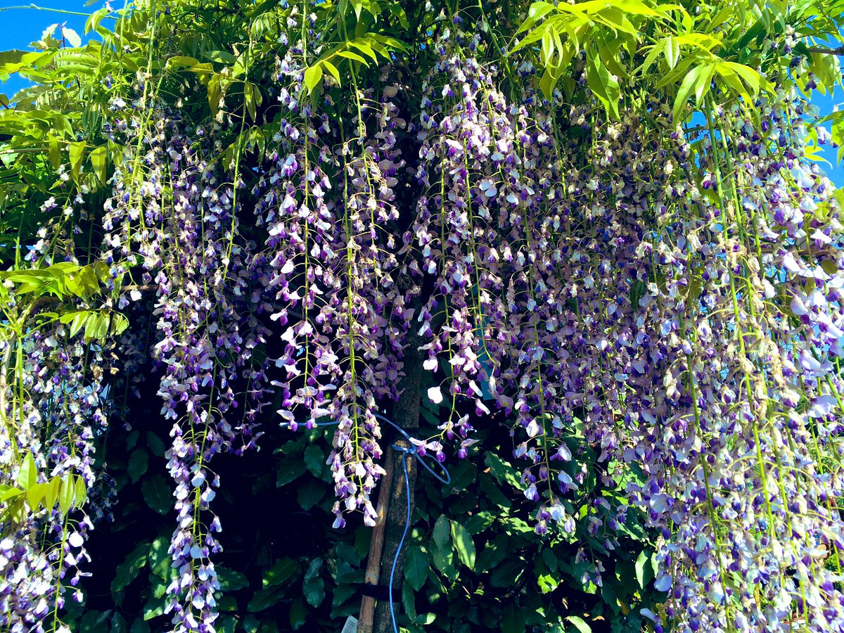 Saw this lovely Wisteria when I was out at the weekend. I think it’s a very romantic vine. 
Happy Tuesday
#GardeningX #Gardeninglife #TuesdayBlue #FlowersOfX