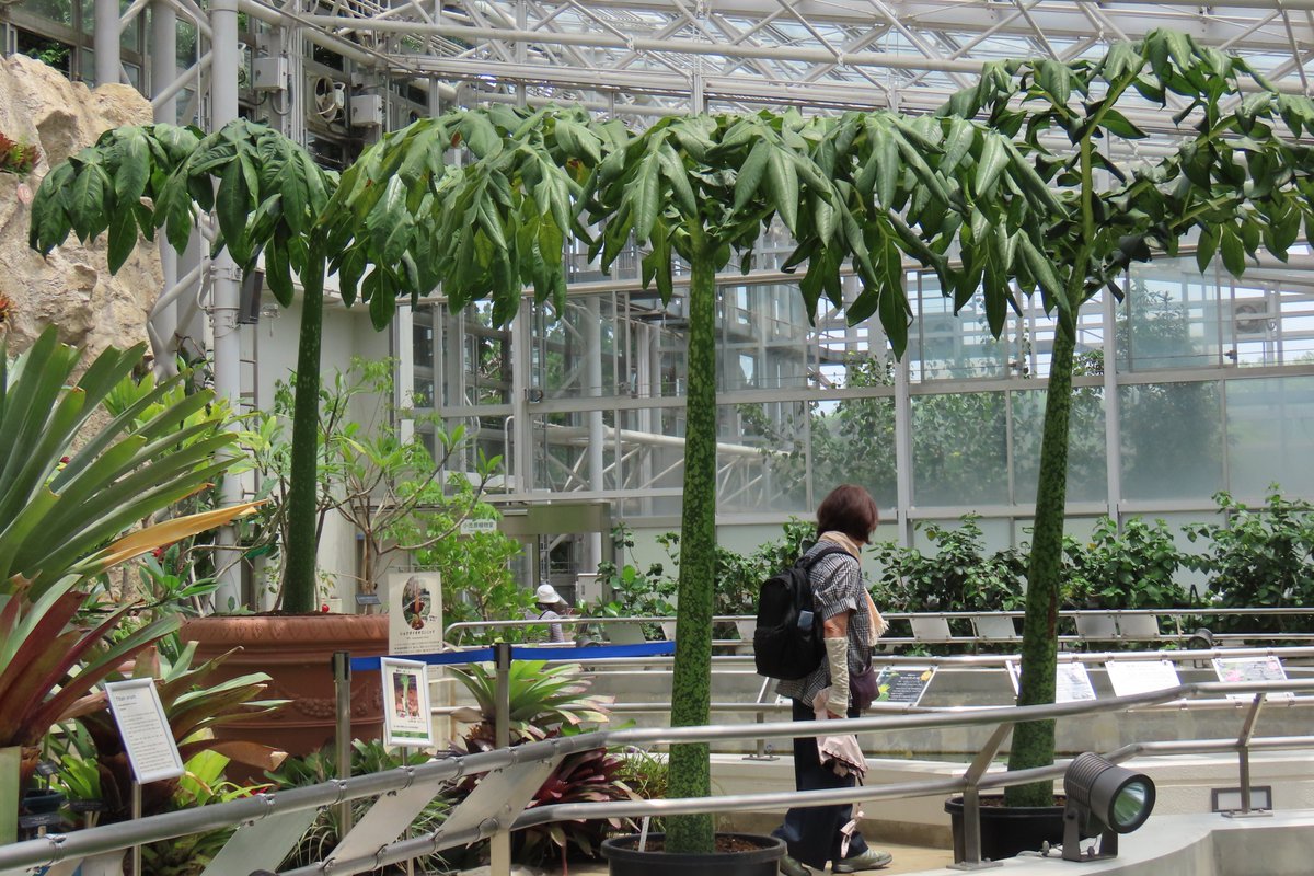 大温室では、大きな葉を出した #ショクダイオオコンニャク を３鉢展示しています。ショクダイオオコンニャクは葉のサイクルを数年経て球茎が栄養を充分に蓄えると花芽を伸ばし花を咲かせます。次の開花が待ち遠しいです。
We are excited to see the next flowers!（広報係）
▽Amorphophallus titanum