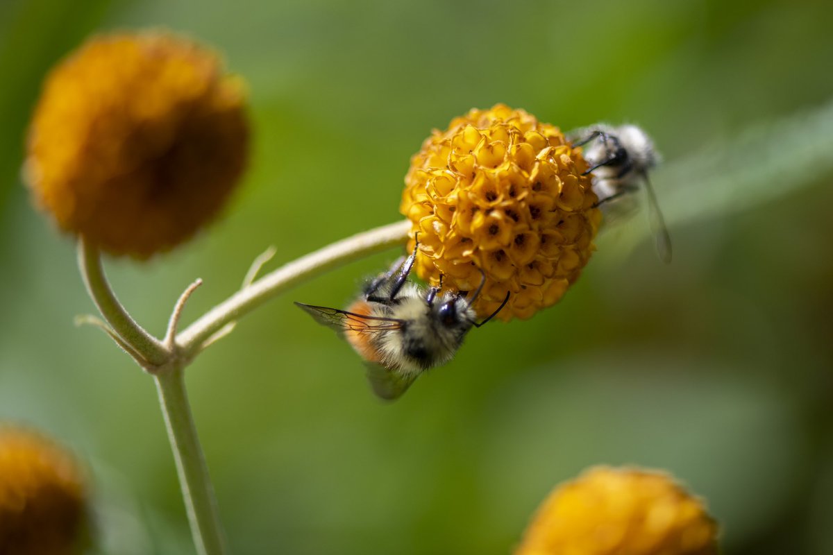 Happy #WorldBeeDay! The Zoo is buzzing with bees and local pollinators. Check out our BEEutiful plant collection that attracts many friendly pollinators. Bees are pollinator powerhouses that are vital to food production and our own survival. Learn more at pdza.org/plants