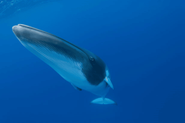 Japan is considering adding fin whales to its hunts of Bryde's, sei, and minke whales. Fin whales are classified as Vulnerable to Extinction. There is a global ban on the commercial hunting of whales in all waters under the <a href="/iwc_int/">International Whaling Commission</a>