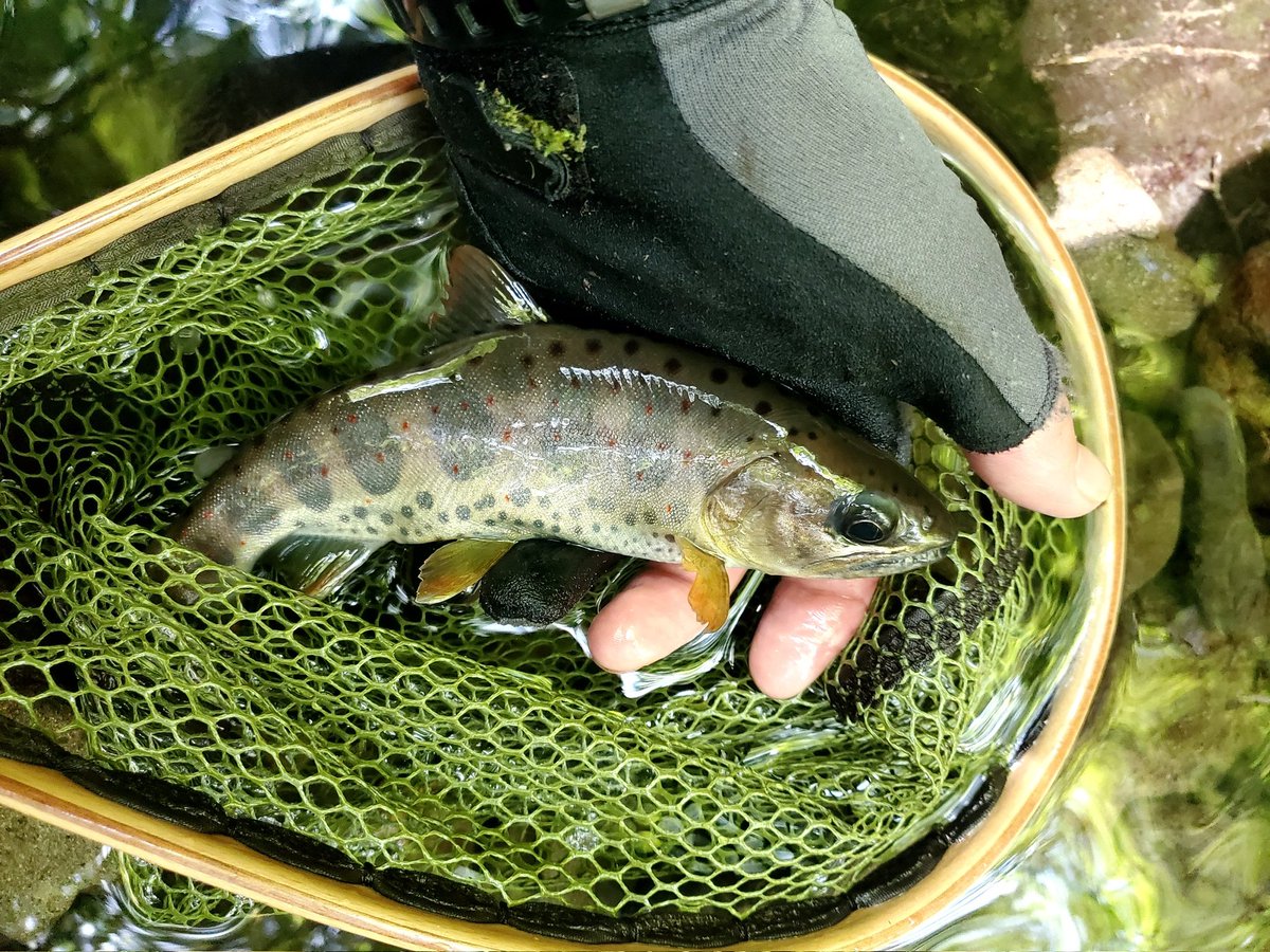 kouheiebisu's tweet photo. 四万十川釣行。水量少なく渋めでした。。。
#FISHPASS #四万十川 #DCONTACT #山波商店 https://t.co/eYk8iqUNcV