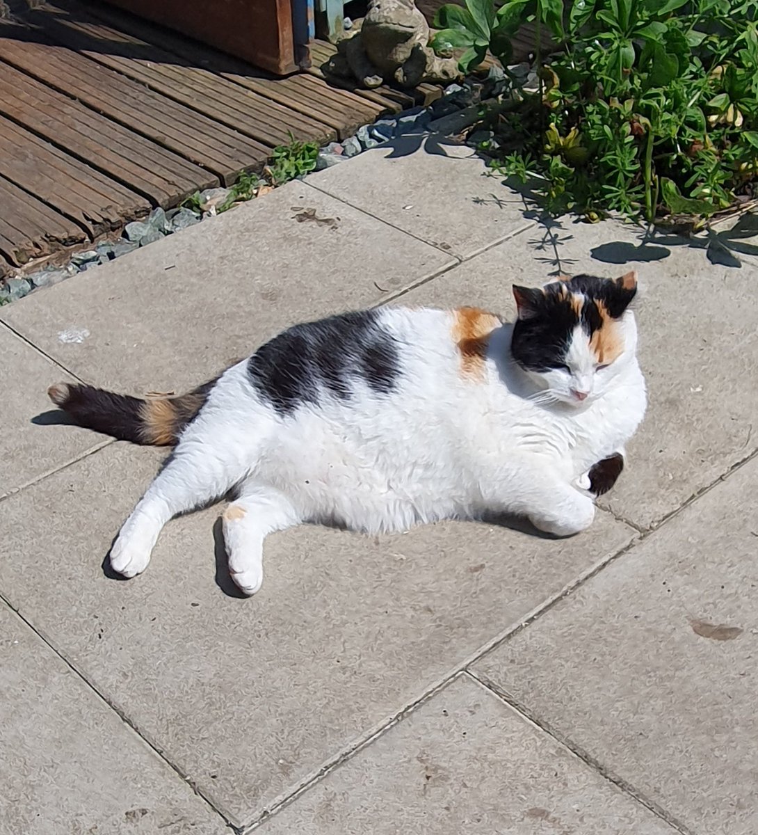 #GivingTuesday ~ Annwyn enjoying the sunshine & who can blame her. She is one of the #sponsorcats & you can sponsor her for £20pa. For more info contact Sam sponsorship@shropshirecatrescue.org.uk or shropshirecatrescue.org.uk/sponsor-a-cat #inthecompanyofcats #catsonX #charity #purrfectfelines