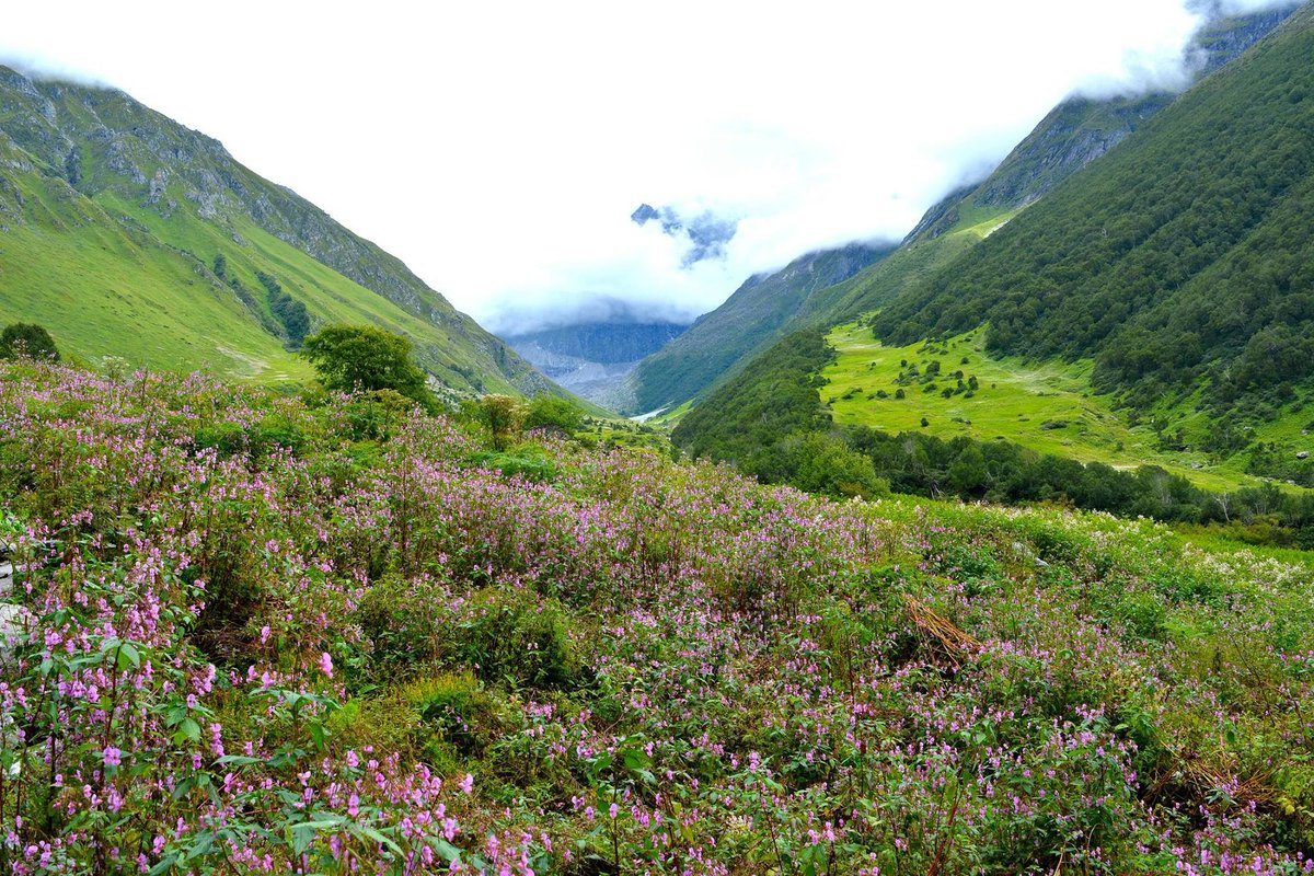 Witness the Breathtaking Scenery, vibrant bloom of rare alpine flowers amidst the majestic Himalayas.
Join Valley of Flowers Trek 2024
Starts from 26th July
Click- rb.gy/48yucf
Call- 7827999000
#yhai #YHAIndia #ValleyOfFlowers #HimalayanTrek #AdventureAwaits #Nature