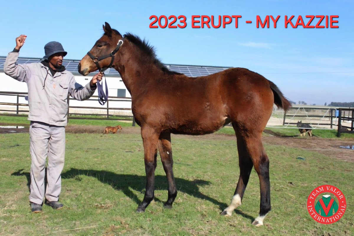 News from the Farms - 2023 born ERUPT out of MY KAZZIE will be retained by Team Valor for racing in South Africa. The smart My Kazzie (2nd G1 Golden Slipper & G1 Thekweni Fillies Stakes. Listed winner of the East Cape Paddock Stakes) had 4 wins from 16 starts.