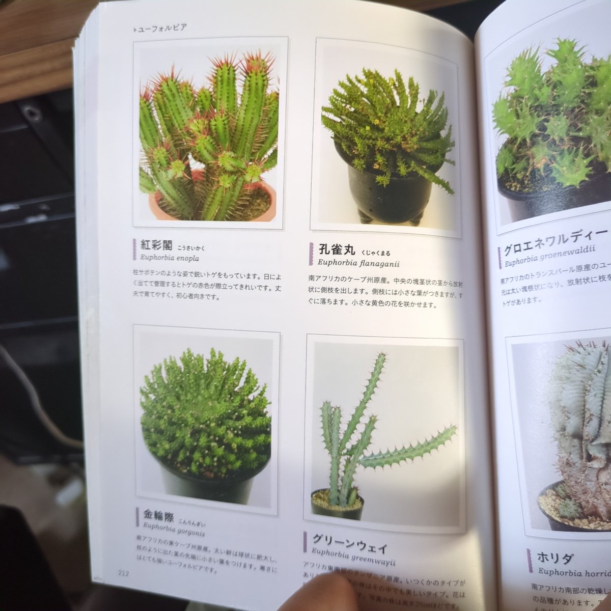 dozewtallflower's tweet photo. 図鑑を開いて見てみるも
図鑑の草の違いがわからぬꉂ🤣𐤔
メモ✍️
#孔雀丸 #flanaganii #フラナガニー
#金輪際 #gorgonis #ゴルゴニス https://t.co/Y3Gc3WGZyU