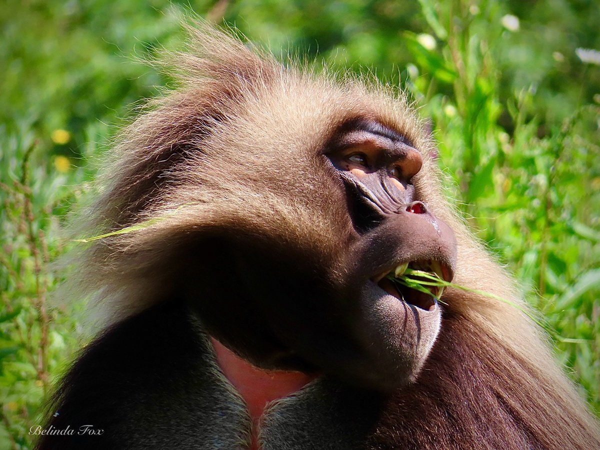 Belindajfox's tweet photo. Gelada ❤️ @briszooproject #gelada #monkey #oldworldmonkey https://t.co/dl6c3XYVYr