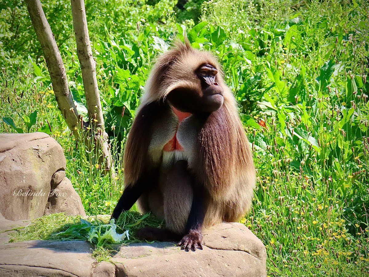 Belindajfox's tweet photo. Gelada ❤️ @briszooproject #gelada #monkey #oldworldmonkey https://t.co/dl6c3XYVYr