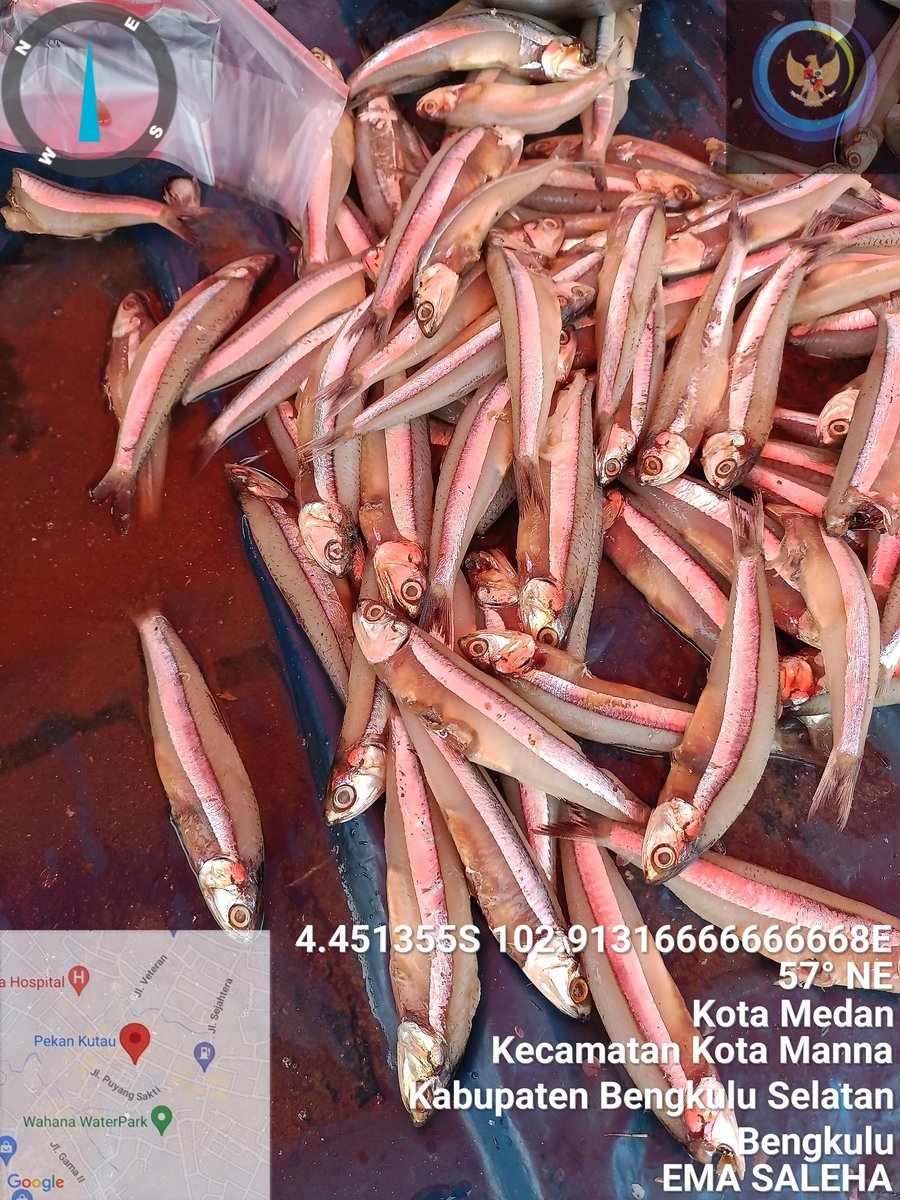 EmaSaleha's tweet photo. Selas 21/5/24 Giat Luhkan Bengkulu Selatan di PoklahsqrcUsahq Jaya  Kel. Ps Bawah melaporkan produksi prmasaran  ikan rucah  25 kg @ Rp.30 rb, ikan Teri 25 kg @ Rp.35 rb 
#GiatLuhkanSatminkalBRPPUPP
#LuhLapor
#LuhkanBengkuluSelatan https://t.co/eejEDnFVfP