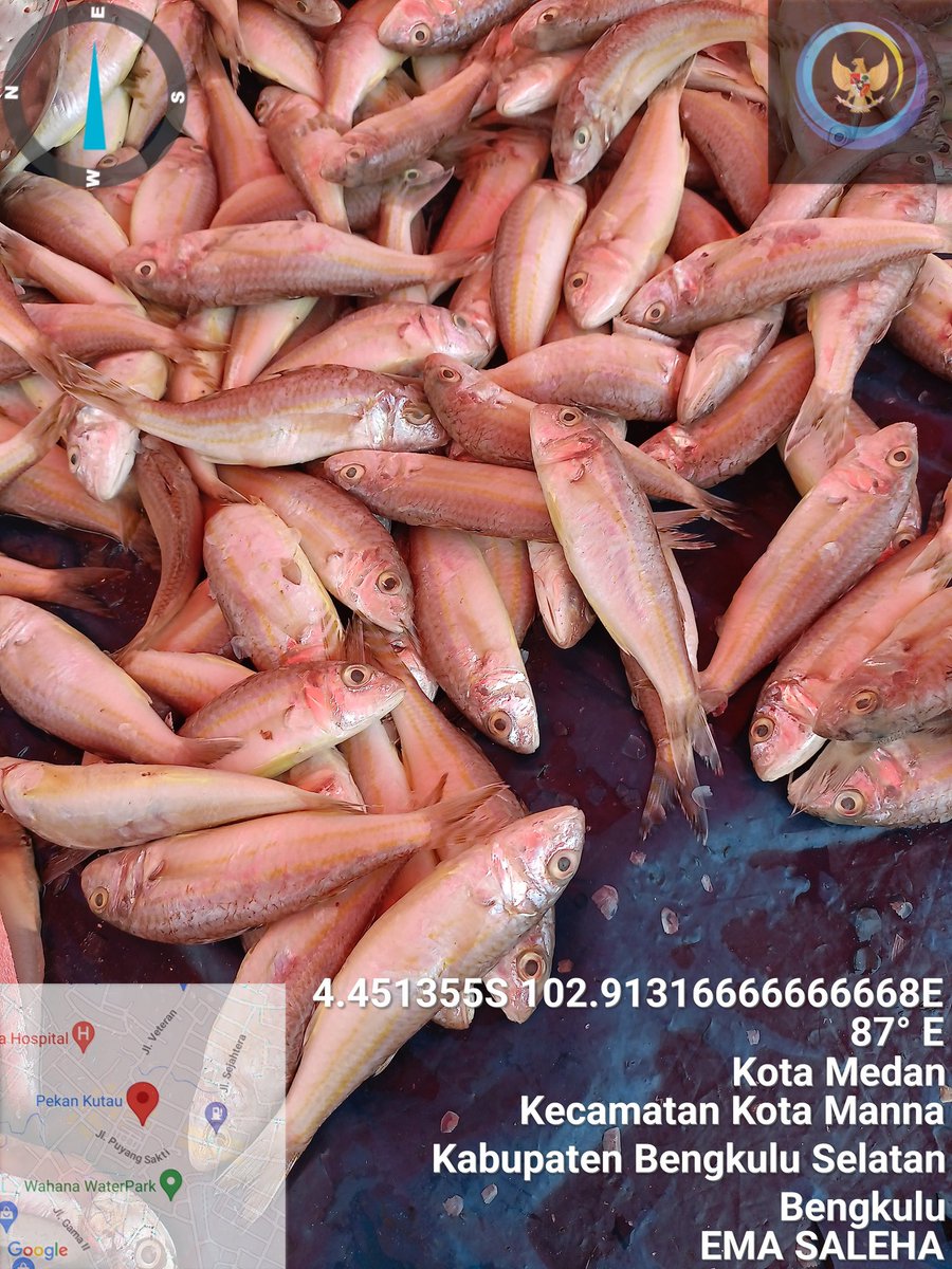 EmaSaleha's tweet photo. Selas 21/5/24 Giat Luhkan Bengkulu Selatan di PoklahsqrcUsahq Jaya  Kel. Ps Bawah melaporkan produksi prmasaran  ikan rucah  25 kg @ Rp.30 rb, ikan Teri 25 kg @ Rp.35 rb 
#GiatLuhkanSatminkalBRPPUPP
#LuhLapor
#LuhkanBengkuluSelatan https://t.co/eejEDnFVfP