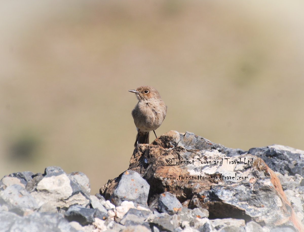 Brown-tailed Rock Chat #birds_adored #birdphotography #birdinginkenya #birdbrilliance #birdwatchers_daily #magicalkenya #nature #birdlife #natgeo #kenya #africa #africansafari #naturelovers #adventure #discoverwildlife #vacation #holiday #tourism #wanderlust #travelgram