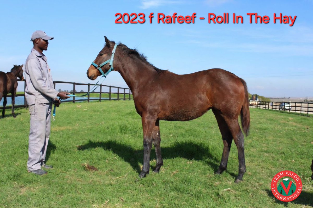 News from the Farms - 2023 Rafeef first foal out of Roll In The Hay is developing well. Roll In The Hay won the listed Lady's Pendent and 4 times in total.
