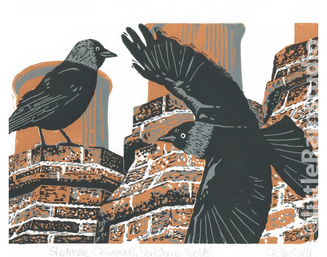 I'm lucky enough to have jackdaws habitually nesting in our chimneys. These brilliant noisy birds rescued my precious pearl earring lost in the garden. 6 months later it was posted down the only un-nested chimney to bounce at my feet #nature This lovely linocut @littleramstudio