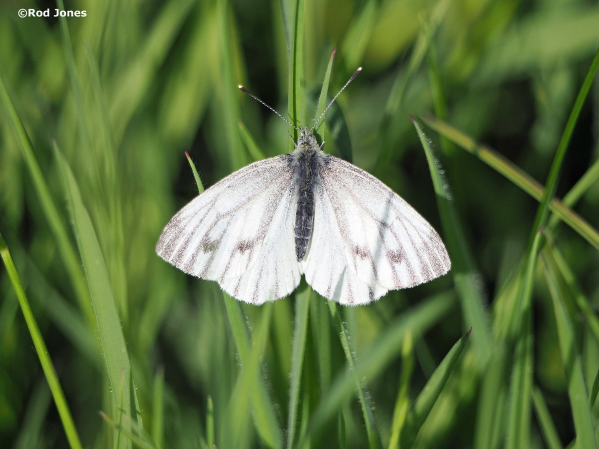 Green-veined white butterfly on Rishworth Moor. #ThePhotoHour #TwitterNaturePhotography #wildlifephotography #nature #butterflies