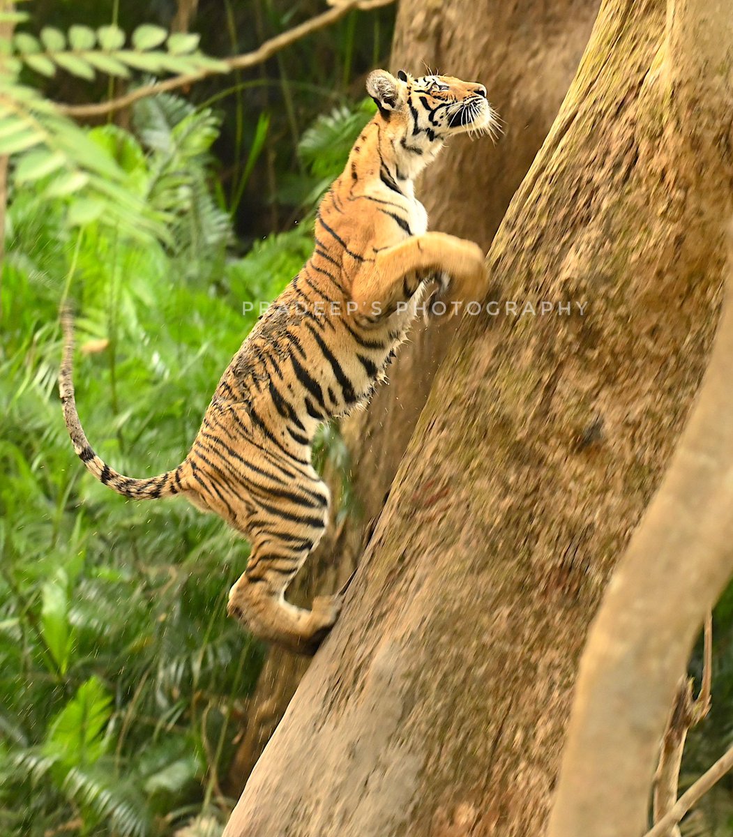 If my mother can do I can do too. Pedwali cub trying to climb the tree at Dhikala
#tigerpradeepsingh #pradeepswildlifeexpeditions #tigerprasangsingh #tigersafariwithpradeepsingh 
#netgeotravel #netgeowild #nationalgeographic #bbcearth #bbctravel  #sanctuaryasia #natureinfocus