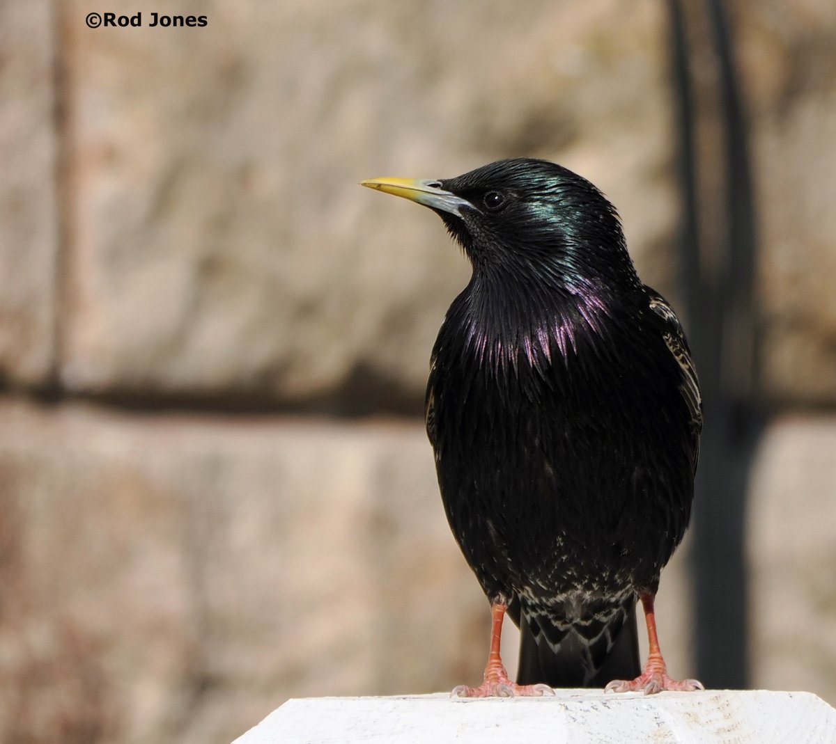 Starling in morning sunshine. #ThePhotoHour #TwitterNaturePhotography #wildlifephotography #nature #birds