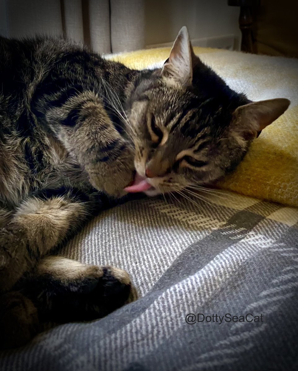 Happy #tongueoutTuesday! #Tabby #Cats