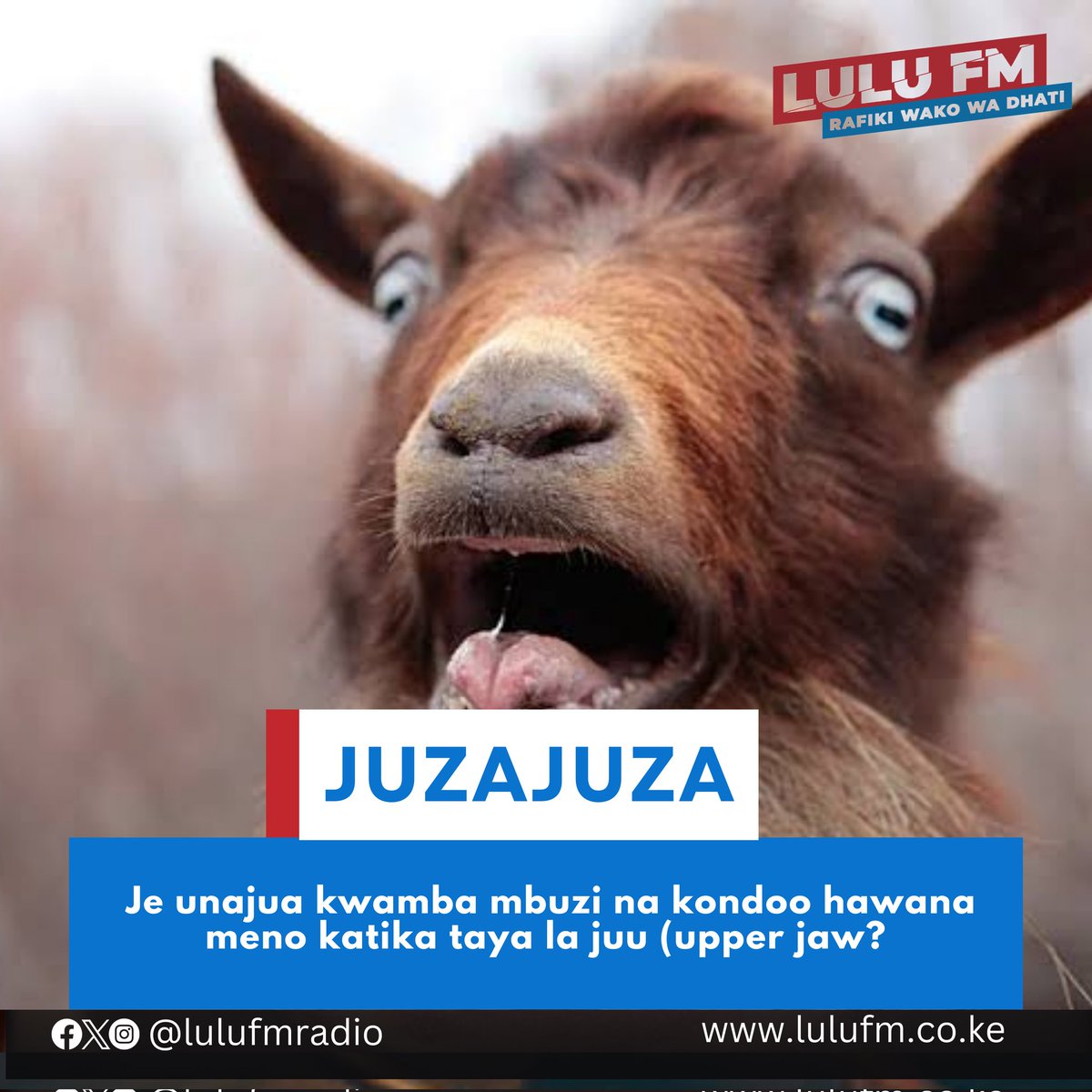 #Juzajuza 
Je unajua kwamba Mbuzi na Kondoo hawana meno katika taya la juu (upper jaw)?