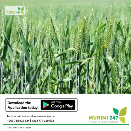 murimi247's tweet photo. The optimum time for planting winter wheat is between mid-April and the last week of May &amp; earlier in the Lowvelds. Planting time can be extended to mid-June but not normally recommended. Delayed planting results in a loss of about 50kg/ha/day after May!  #Murimi247 #Winterwheat https://t.co/yVgOGwEwc7