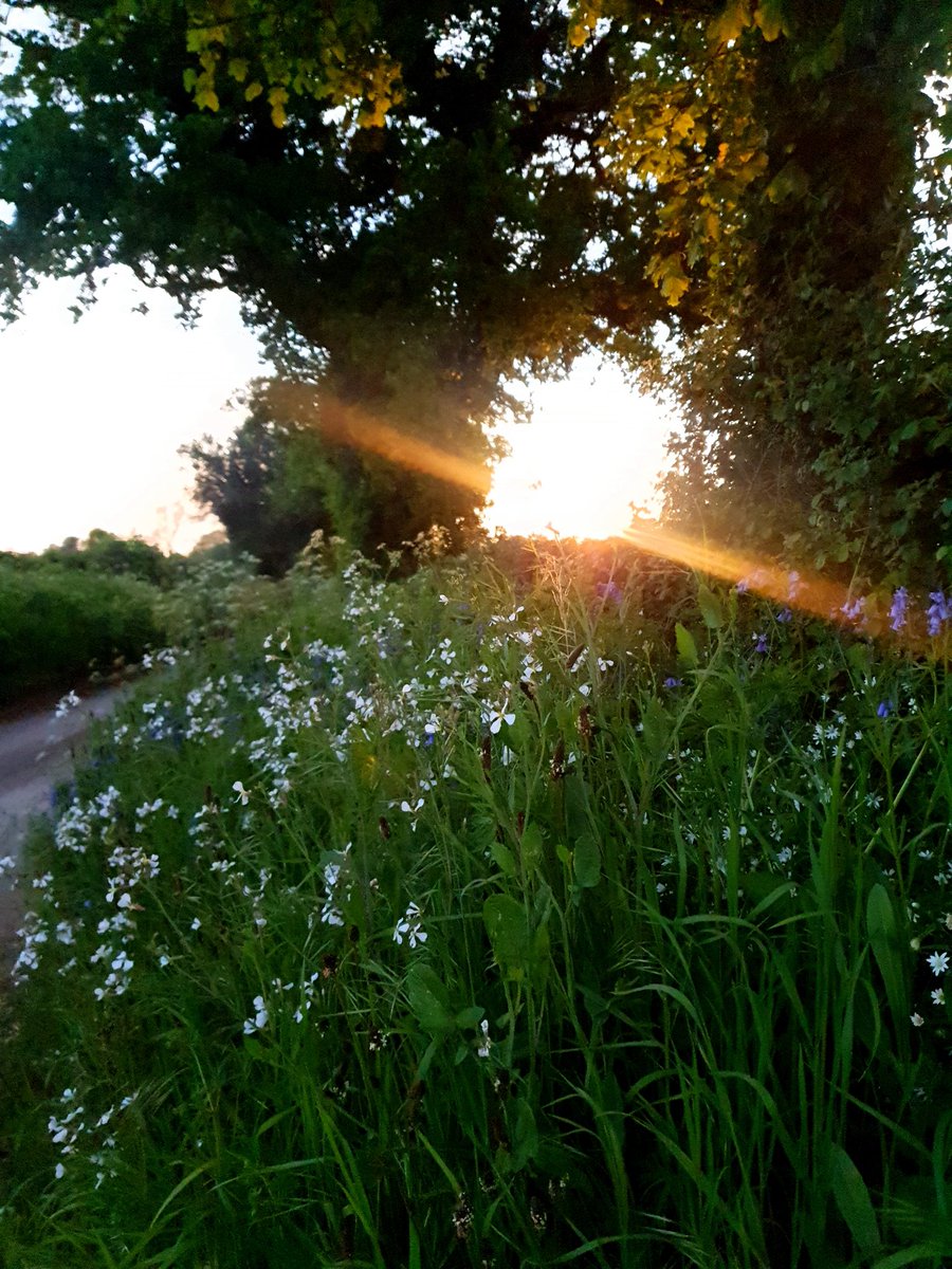 Help needed I've organised a walk at dusk and into the night for those who are nervous to go it alone. To connect with the sights and sounds of this time, is there anywhere I can hire a bat detector and for Friday?! I can't afford to buy one. #nature #bats #natureconnection