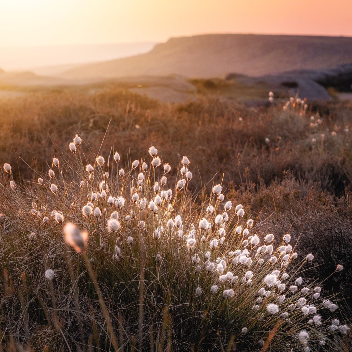 Out on the wiley, windy moors, the cotton grass is now blowing. It's always a welcome sign of impending summer, seeing those bright heads of fluff amid the rusty heather, and they looked perfect glowing in the last light of a peachy sunset at Stanage Edge. #peakdistrict