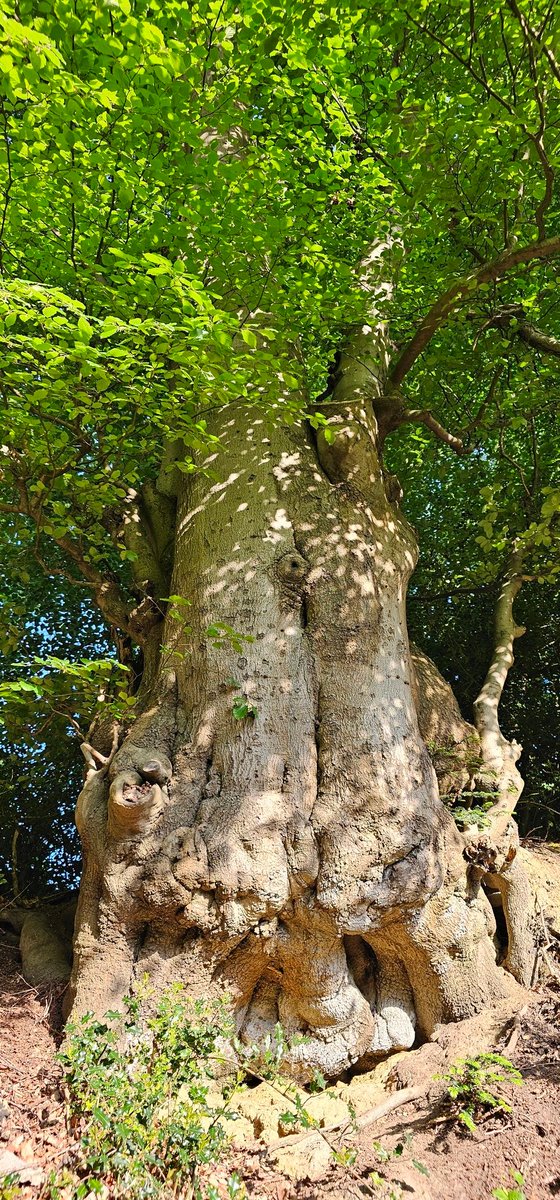 Good morning everyone. #TreeOfTheDay no.811 Happy #ThickTrunkTuesday