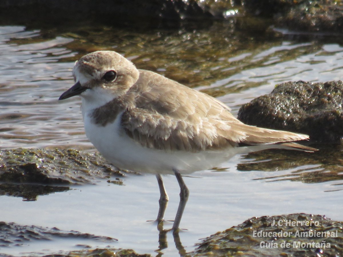 Hoy es el #Natura2000Day #RedNatura intregado por zonas ZEC (Z. de Especial Conservación) como Roque de Jama y zonas ZEPA (Z.Especial Protección de Aves) como Montaña Roja, ambos espacios en Tenerife.
 💚

#EducaciónAmbiental #GuíadeMontaña #Tenerife #IslasCanarias #RedNatura2000