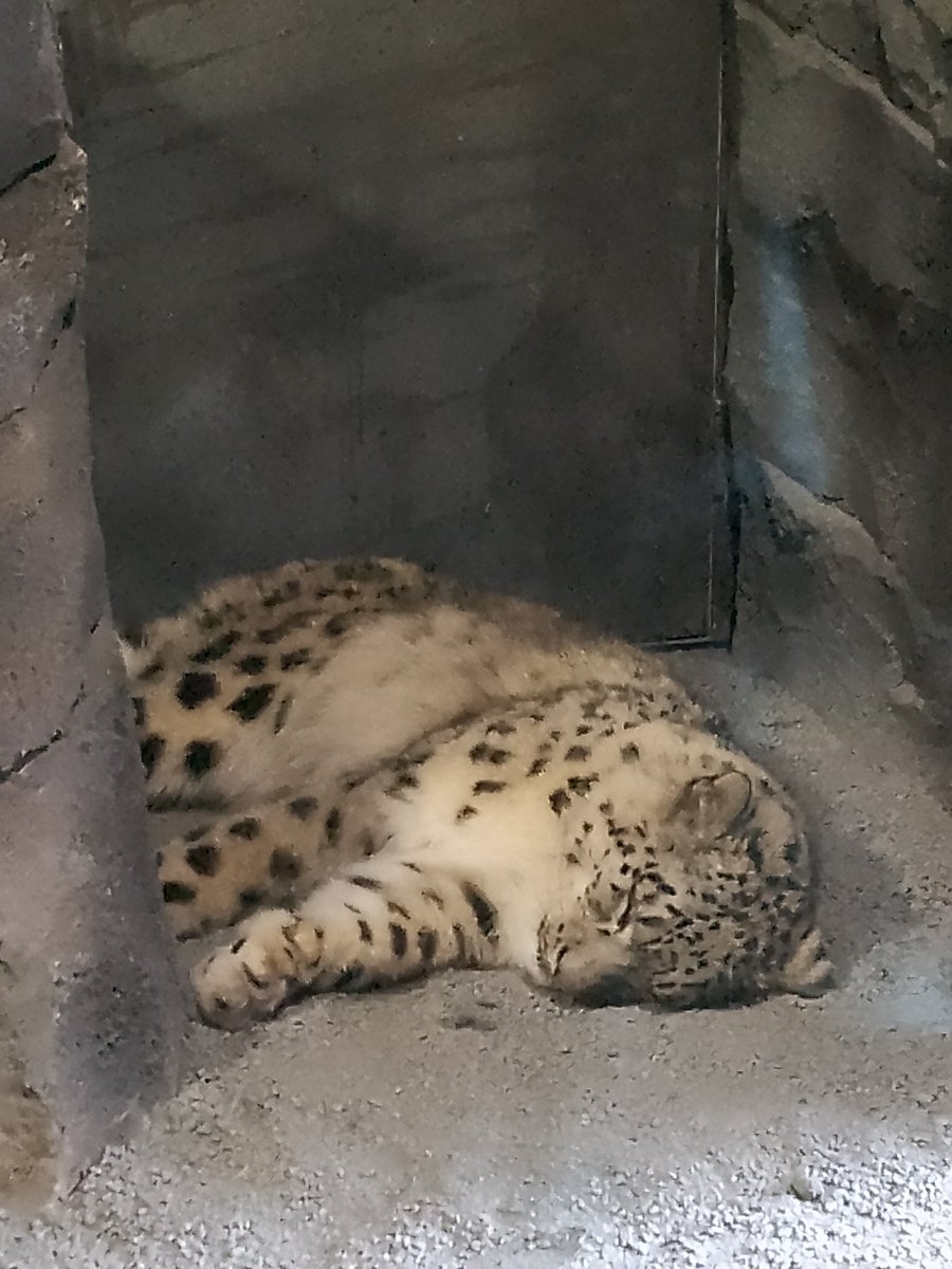 Tarliebear's tweet photo. Having a lovely day @chesterzoo, learning about all amazing animals they have #tarlietravels Hopefully they don't think I need to stay and they let me just visit my family members #bearsrule. I loved the very talkative otters and the snow leopard too @VisitChester_ https://t.co/2ddRbWSD2d
