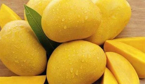 🌟 Discover the King of Fruits with the Famous Mangoes of Uttar Pradesh! 🍋

1. Dasheri Mango from Malihabad
2. Yakuti Mango from Barabanki
3. Safeda Mango from Sitapur
4. Langda Mango from Varanasi
5. Rataul Mango from Baghpat
6. Chausa Mango across UP
7. Gaurjeet Mango from