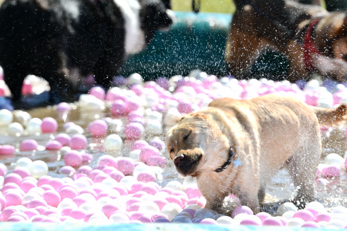 argos42_'s tweet photo. a very nice animal festival! well done to the organization!
our association was present thank you to all the #doggies who came to visit us and left with their #bandana 💖 we met other wonderful associations also well done 🙌
#woofest #mypetagency @lucasberullier @GamellesPleines https://t.co/RO2M5kfJHm