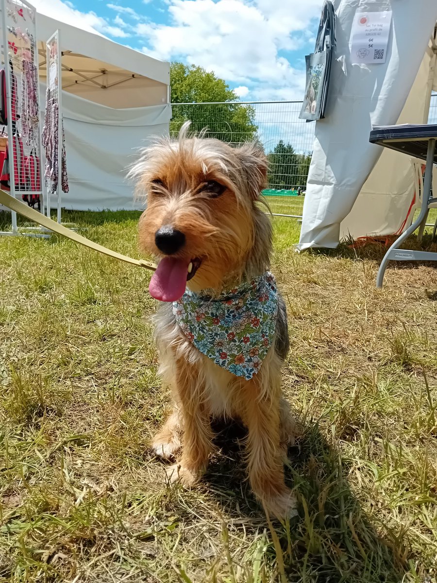 argos42_'s tweet photo. a very nice animal festival! well done to the organization!
our association was present thank you to all the #doggies who came to visit us and left with their #bandana 💖 we met other wonderful associations also well done 🙌
#woofest #mypetagency @lucasberullier @GamellesPleines https://t.co/RO2M5kfJHm