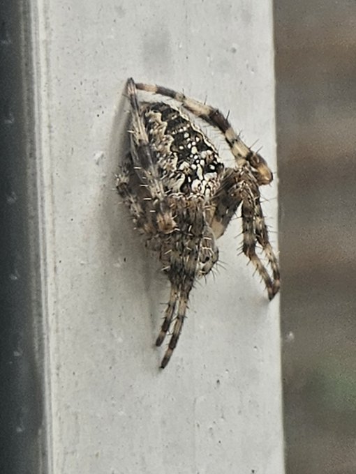 Goodmorning, look at this little guy I found outside my window this morning 💕 https://t.co/F3WmQuFgj<a href="/tag/findom"class="tags"><span>#findom</span></a><a href="/tag/ebonygoddess"class="tags"><span>#ebonygoddess</span></a><a href="/tag/paypig"class="tags"><span>#paypig</span></a>