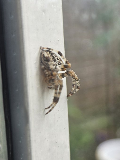 Goodmorning, look at this little guy I found outside my window this morning 💕 https://t.co/F3WmQuFgj<a href="/tag/femdom"class="tags"><span>#femdom</span></a><a href="/tag/findom"class="tags"><span>#findom</span></a><a href="/tag/ebonygoddess"class="tags"><span>#ebonygoddess</span></a><a href="/tag/goddesschayenn"class="tags"><span>#goddesschayenn</span></a>