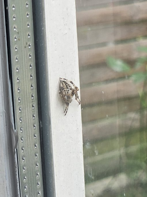 Goodmorning, look at this little guy I found outside my window this morning 💕 https://t.co/F3WmQuFgj<a href="/tag/footfetish"class="tags"><span>#footfetish</span></a><a href="/tag/ebonygoddess"class="tags"><span>#ebonygoddess</span></a><a href="/tag/feetpics"class="tags"><span>#feetpics</span></a>