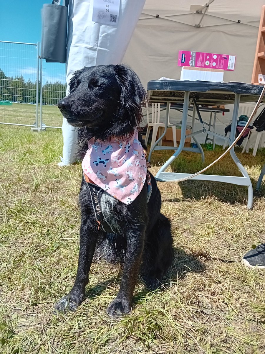 argos42_'s tweet photo. a very nice animal festival! well done to the organization!
our association was present thank you to all the #doggies who came to visit us and left with their #bandana 💖 we met other wonderful associations also well done 🙌
#woofest #mypetagency @lucasberullier @GamellesPleines https://t.co/RO2M5kfJHm