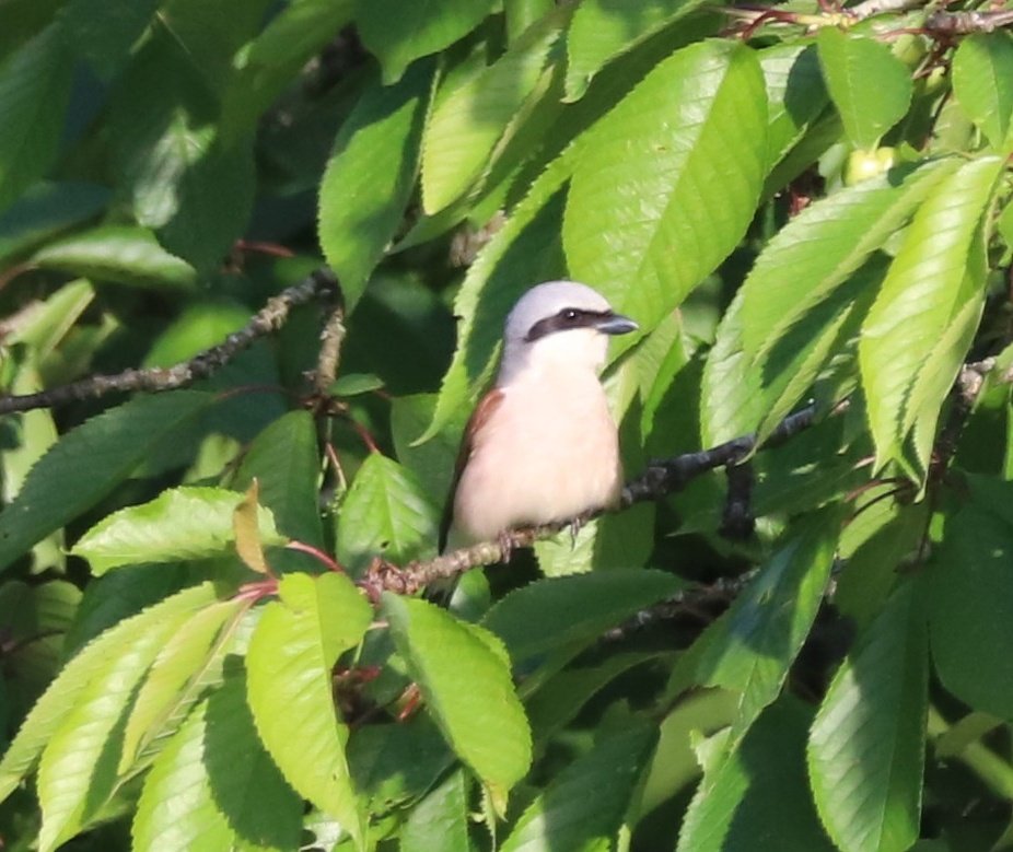 @woodlandbirder It has been a joy moving back from the UK to my corner of NE France... baseline shifting back! RB Shrike just making its nest in the garden as I write. Two words: diversity and wilderness. Villages are much less manicured, especially around farms. Municipal pesticide use banned.
