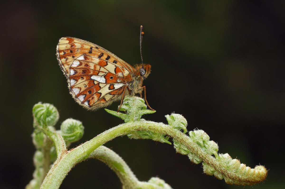 It's the time of year where the butterflies are starting to appear more and more - and we love it! Check out this absolute beauty: the pearl bordered fritillary butterfly. ©Lorne Gill-NatureScot