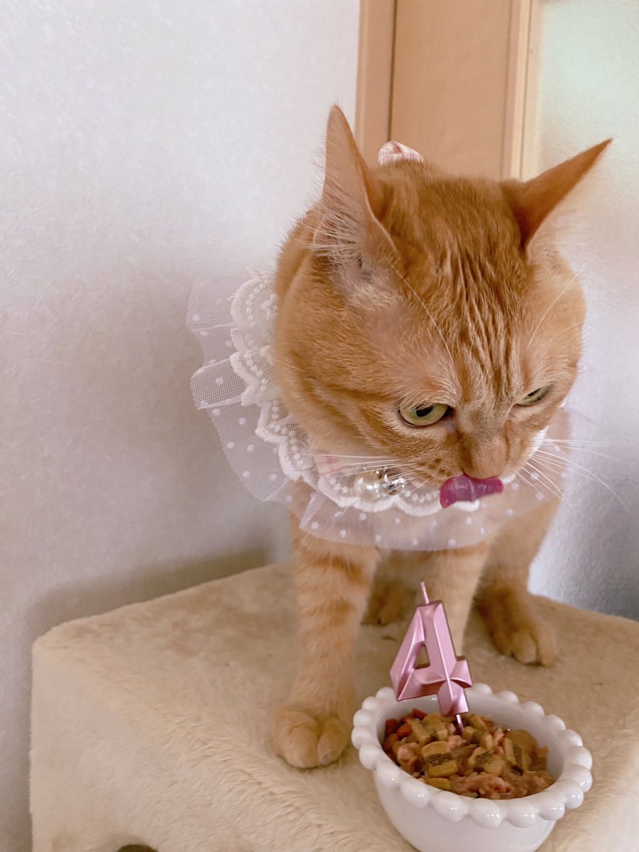 ˖ﾟ*⑅🎂ᴴᴬᴾᴾᵞ ᴮᴵᴿᵀᴴᴰᴬᵞ 🎂⑅*˖ﾟ ミミちゃん４歳になりました♡😻 おやついっぱい買ってきたよ🤤 #猫 #catlovers #茶トラ猫 #誕生日おめでとう🥳