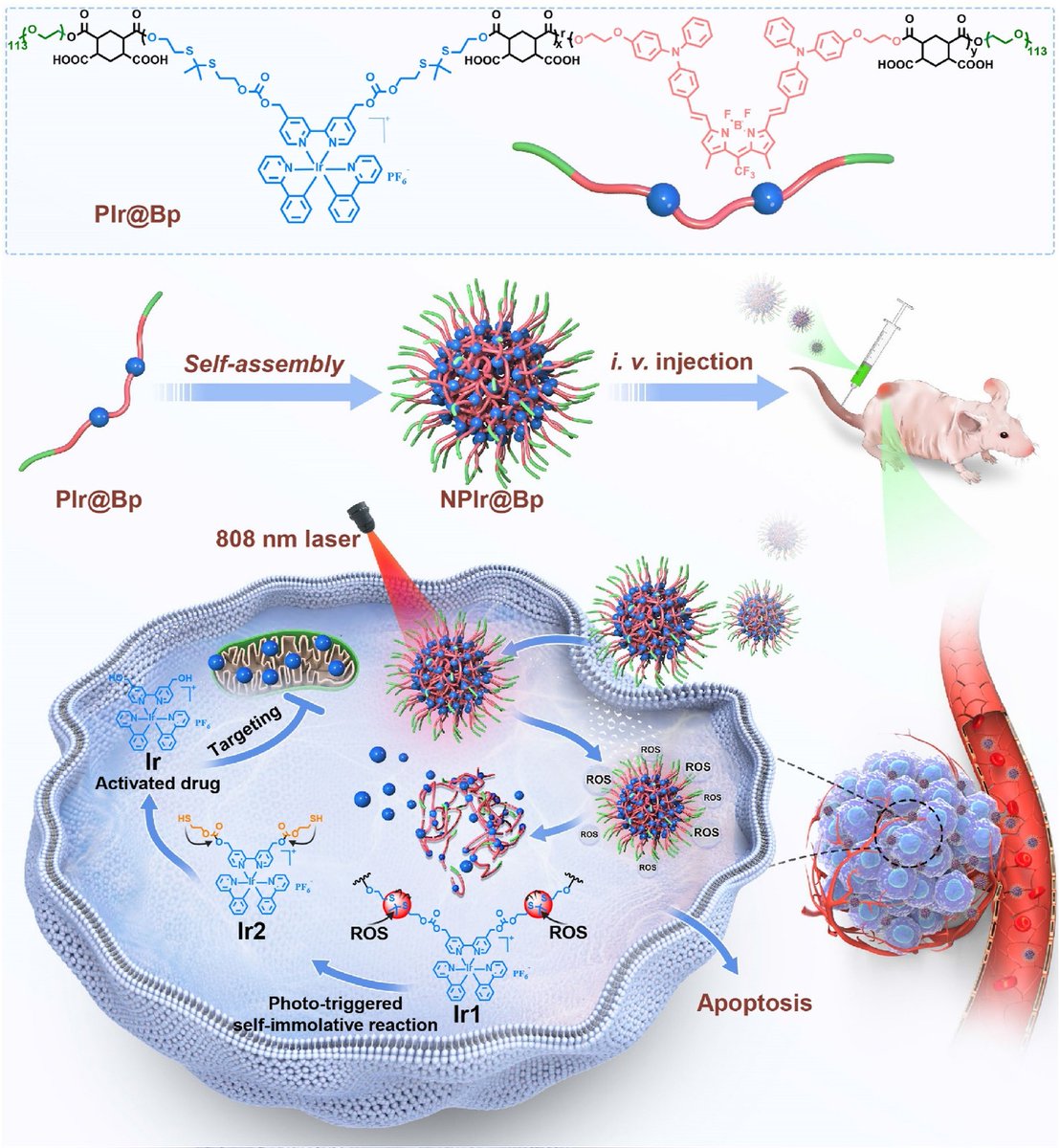 Check out our paper in @Biomaterials_  on the Encapsulation of Chemotherapeutic Iridium Complexes in Nanoparticles for NIR Photoactivated Chemotherapy. Congrats to @NMontesdeoca_ ! Wonderful collaboration with @XiaoHaihua ! @ChemieBiochemie @ruhrunibochum doi.org/10.1016/j.biom…