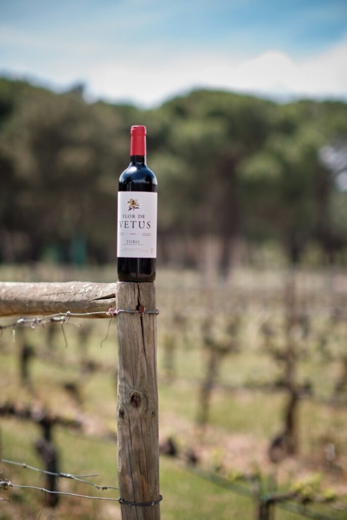 ACTUALIDAD 🆕 Flor de Vetus: Un afortunado reencuentro con la Tinta de Toro. 🍷 Aquí toda la información ⬇️ origenonline.es/actualidad/flo… #somosORIGEN #tintadetoro @bodegasvetus